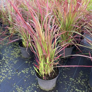 Japanisches Blutgras Red Baron