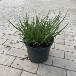 Hohe Pfeifengras Karl Foerster