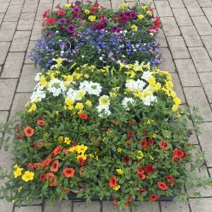 Beetware Festival Colours