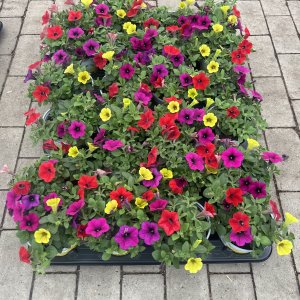 Calibrachoa Karneval
