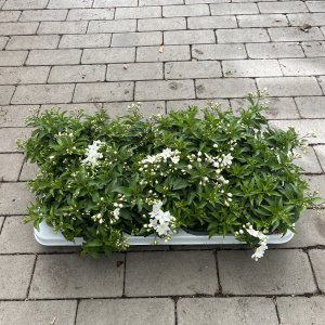 Weißes Nachtschatten