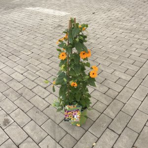 Himmelsblume Schwarze Susanne