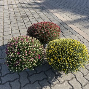 Herbst-Chrysantheme