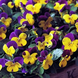 Hornveilchen Trio Mix