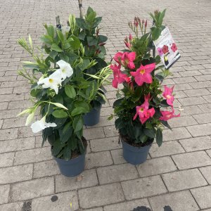 Rio Dipladenia