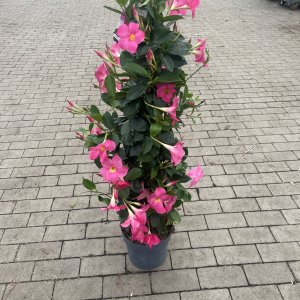Rio Dipladenia