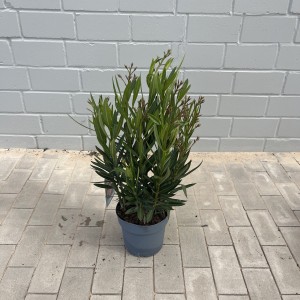 Oleander