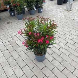 Oleander