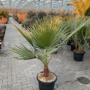 Mexikanische Washingtonpalme