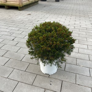 Waxflower