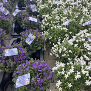 Dalmatiner Glockenblume