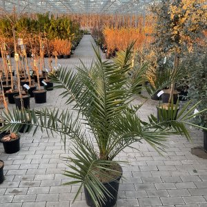 Kanarische Dattelpalme