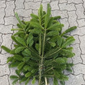 Nordmann Schnittgrün 2,5 kg